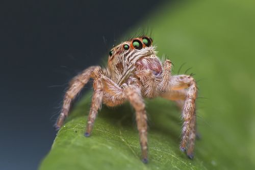 Macro spider