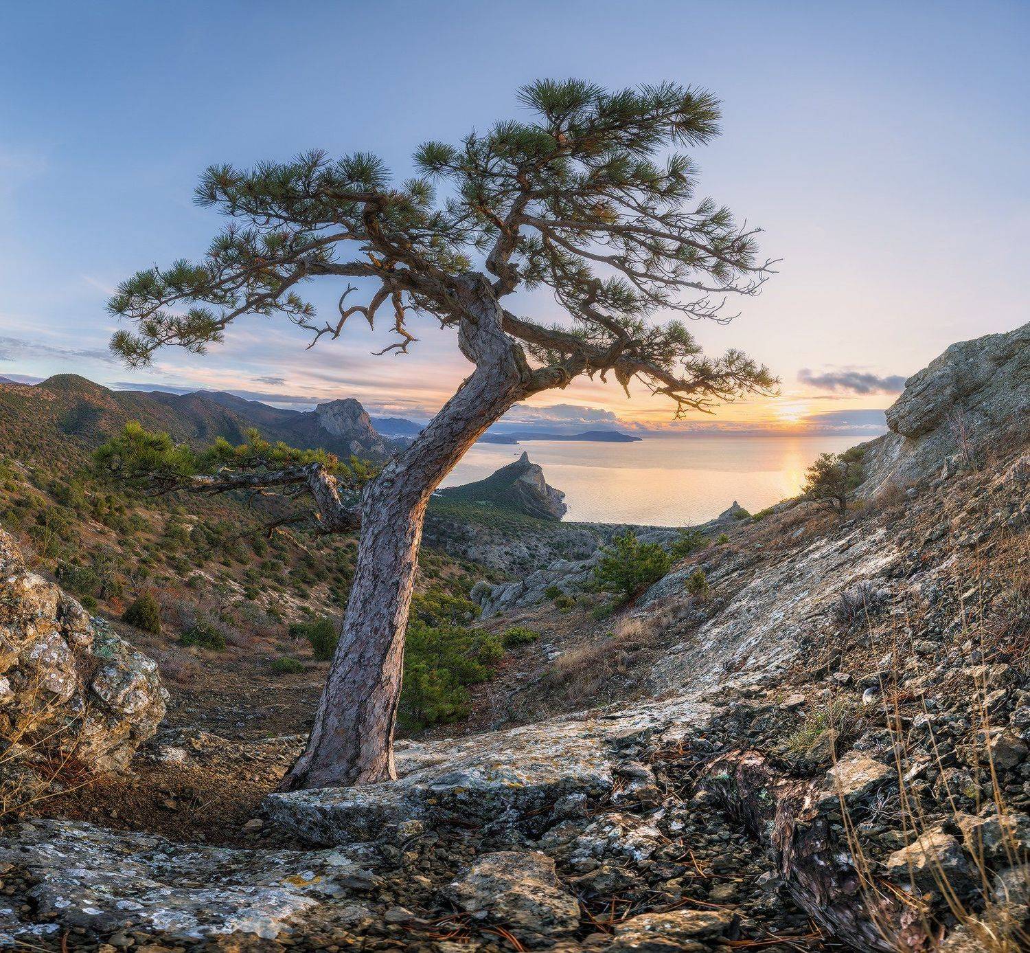 крым, новый свет, реликтовая роща, сосна, рассвет, Николай Мысливцев