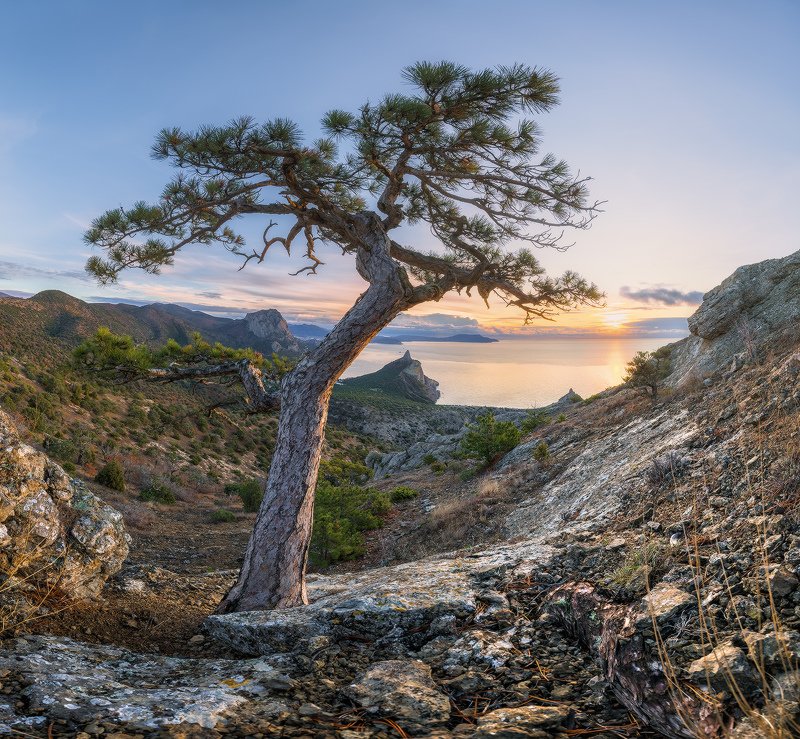 Сосны Нового света фото превью