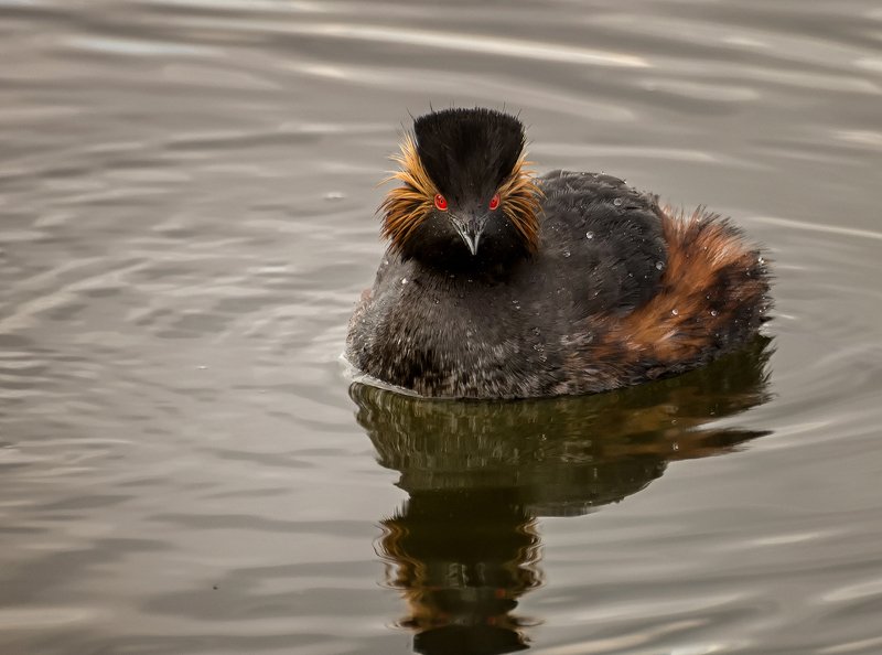 водоплавающая птица, черношейная поганка, Черношейная поганка.. фото превью