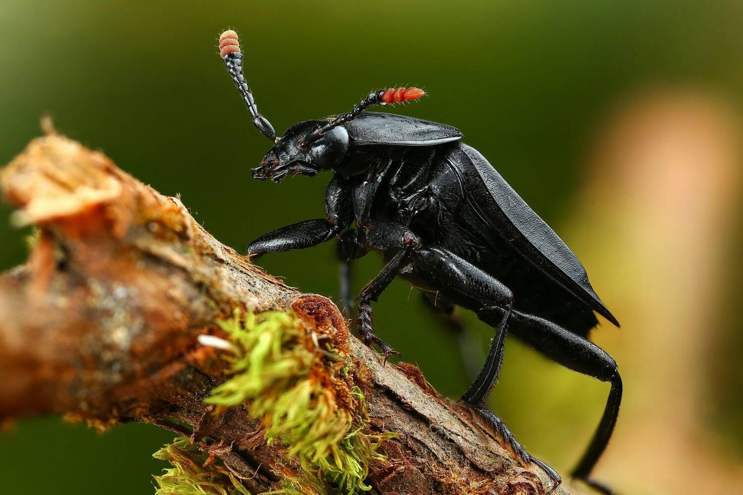 жук,макро,природа,усы,цвет,зеленый,растение,ветка, Андрей Шаповалов