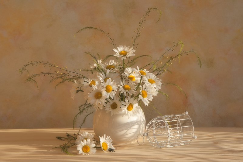 Солнечные ромашки фото превью