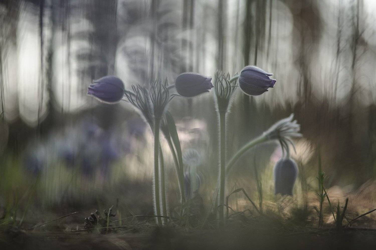 сон трава, свет, цвет, весна, апрель, маклок, воронеж, геннадий мещеряков, Геннадий Мещеряков