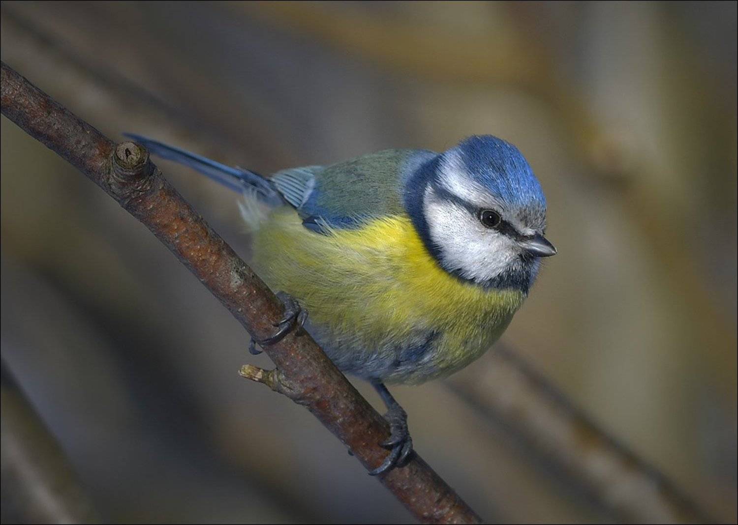 лазоревка, Андрей Медведев