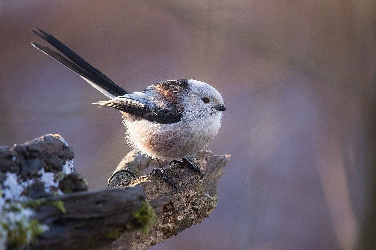 Long-tailed Tit. Автор: Robert Adamec , Robert Adamec