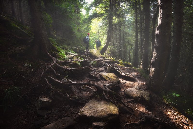 горы, карпаты, тропа, лес, природа Горными тропами фото превью