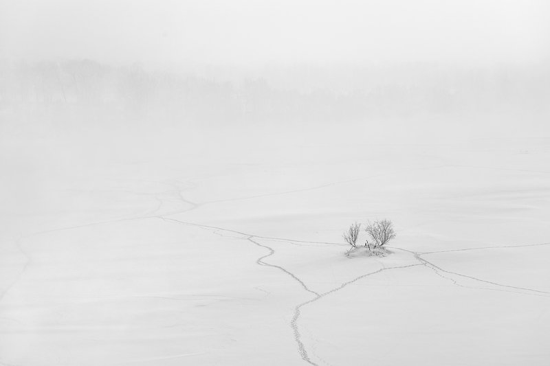 пейзаж, природа, лед, снег, туман, снегопад, тропа, дерево, куст, тропинки, река, зима, красноярск, енисей, татышев, чб, черно-белая, минимализм, Где дорога, а где мелкая тропа... фото превью