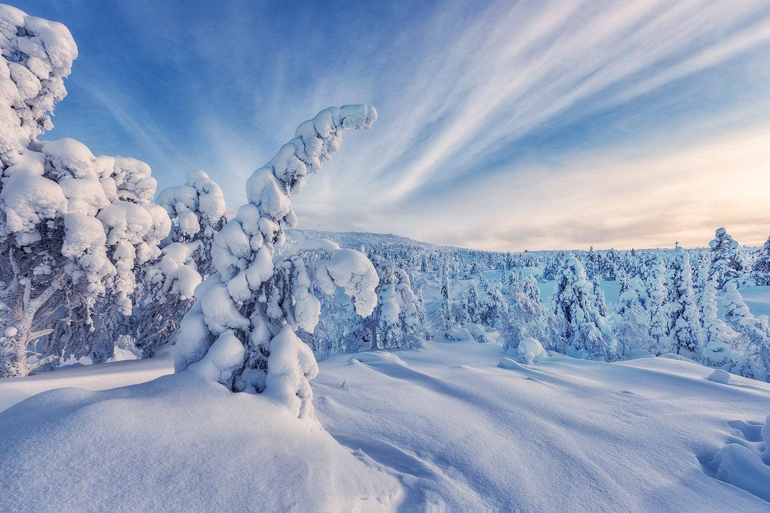 зима, снег, ели, кандалакша, Владимир Липецких