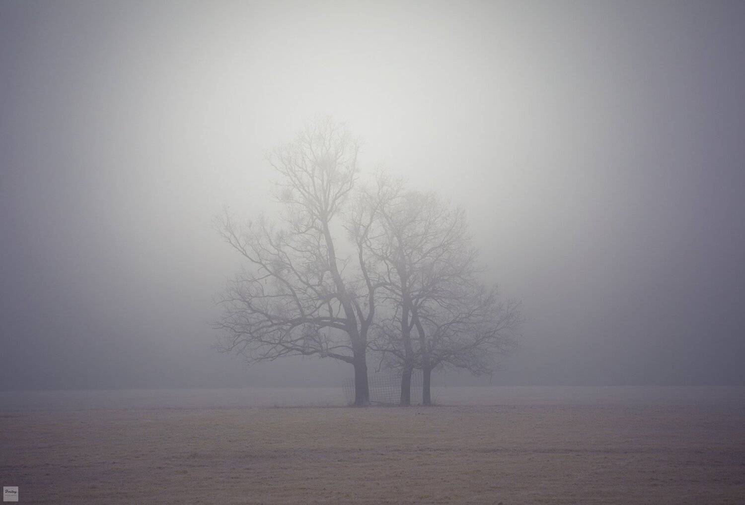 туман, Дмитрий Иванов