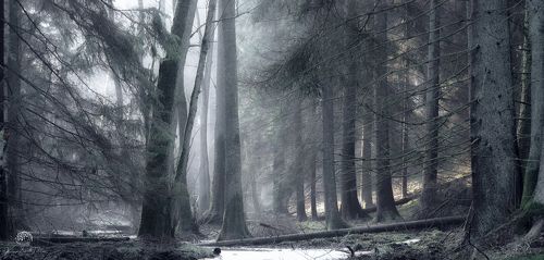 Forest scenery with a magical