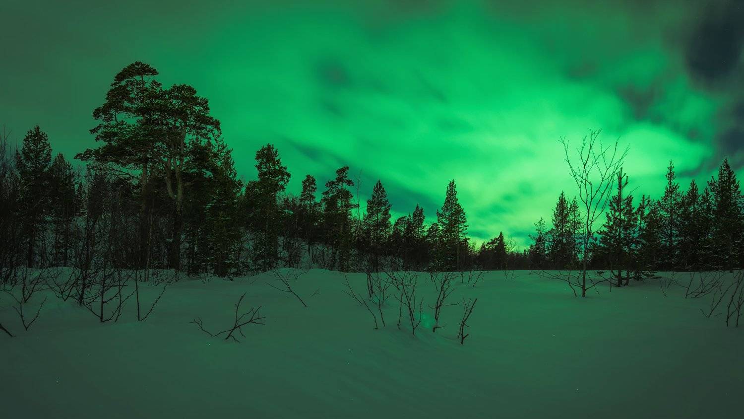 aurora borealis north night cold forest nature landscape kola peninsula, Егор Бугримов