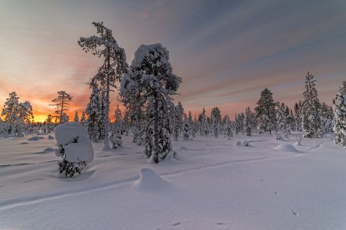 Лесные бродилки, за зорькой декабря.