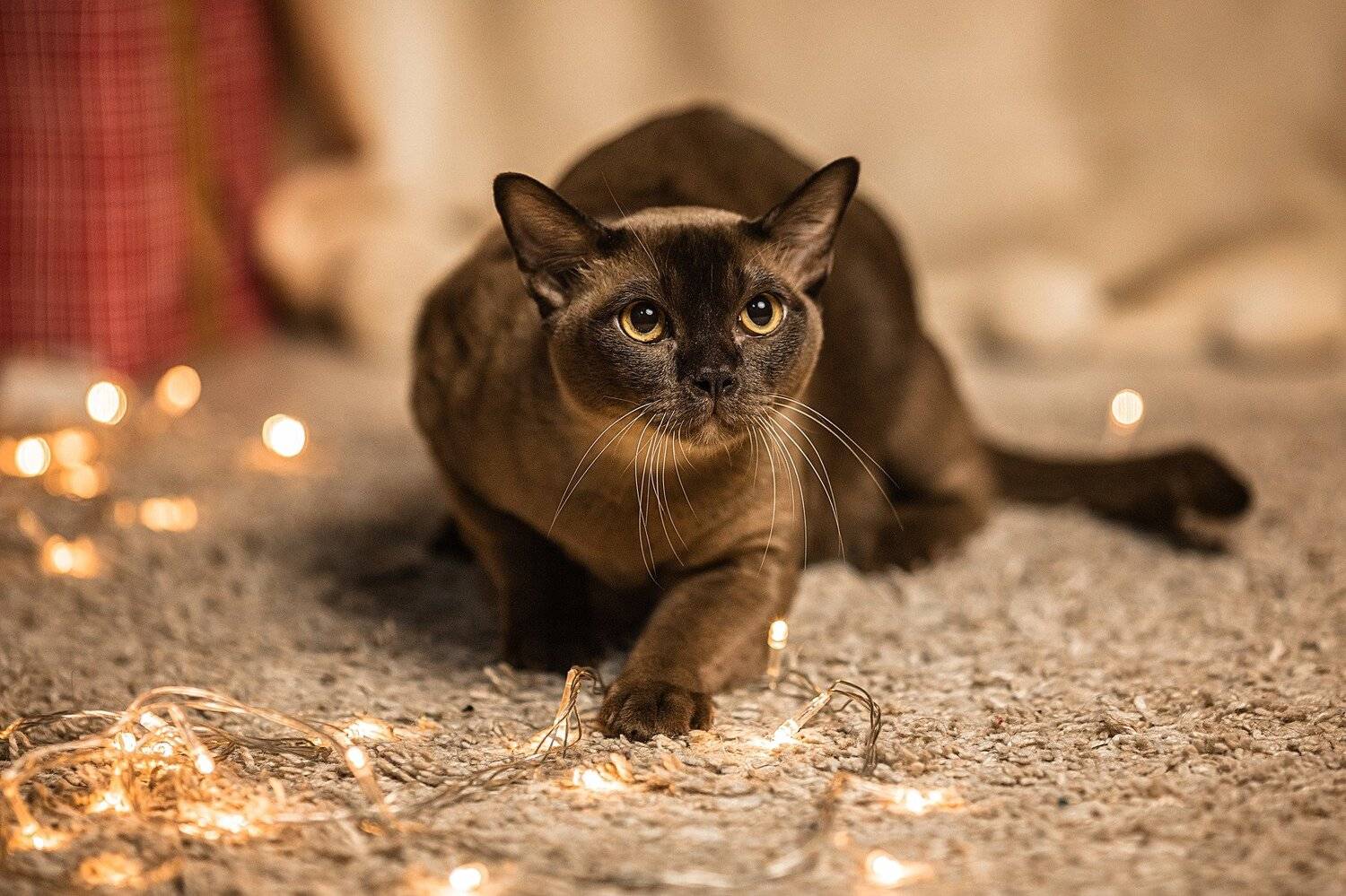 кот, домашние животные, студия, cat, бурма, Владимир Васильев