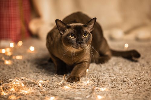 Новогодний Котофей