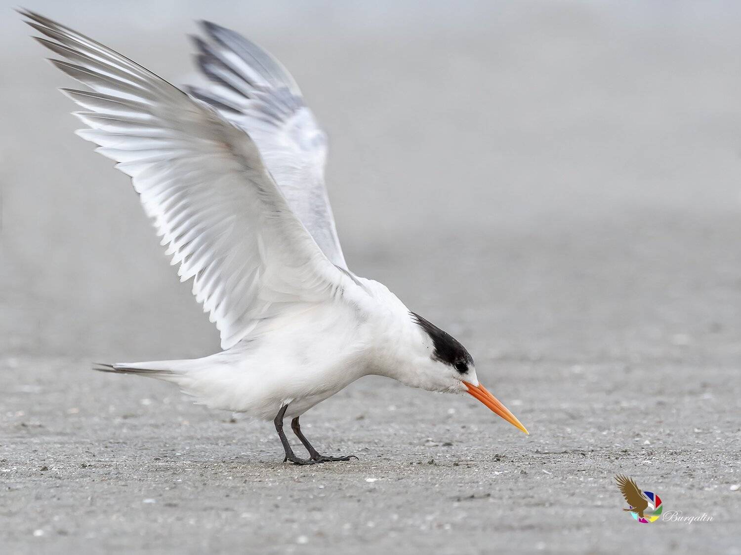 , Fernando Burgalin Sequeira