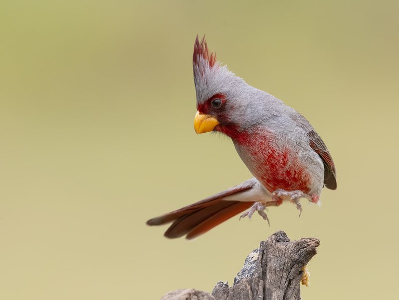 Pyrrhuloxia male - Пустынный или Попугайный кардинал фото превью