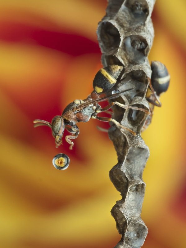 Wasp Blowing Water Bubble 200109A фото превью