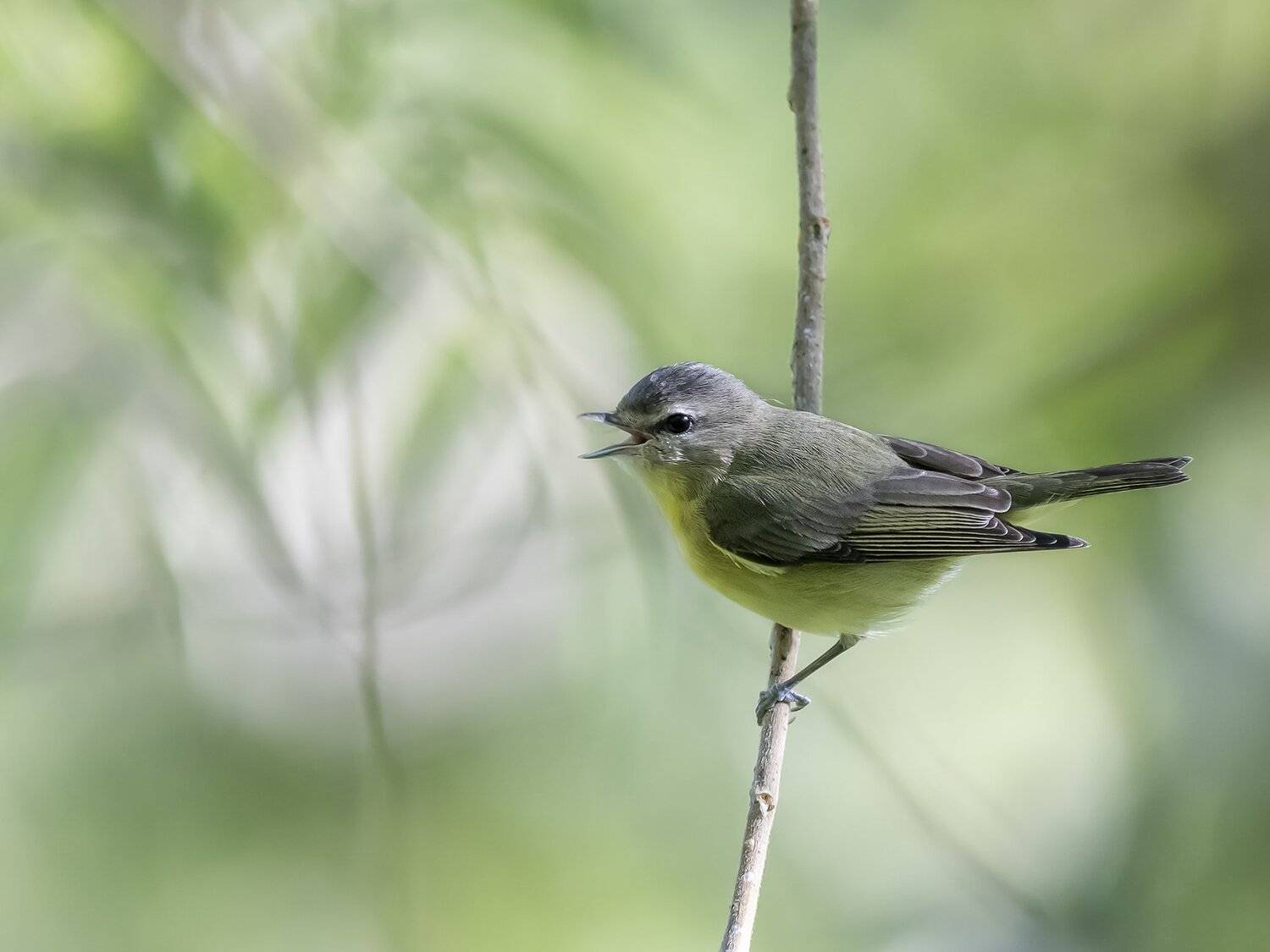 , Fernando Burgalin Sequeira