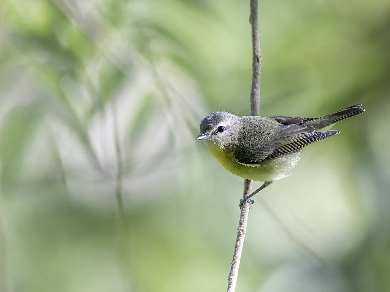 , Fernando Burgalin Sequeira