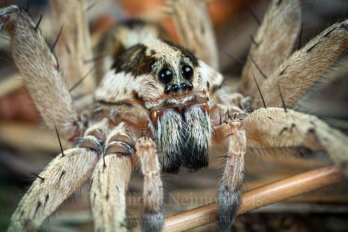 Портрет лучистого тарантула (Hogna radiata) / Portrait of the radiated wolf spider (Hogna radiata)