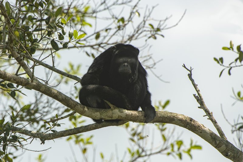 обезьяна бразилия чо то ОНИ на меня пялятся????? фото превью