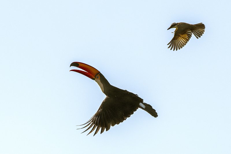 тукан бразилия \