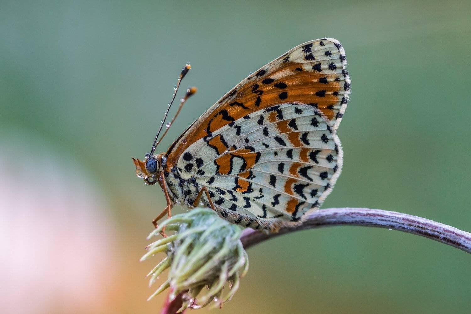 , Роман Зайцев