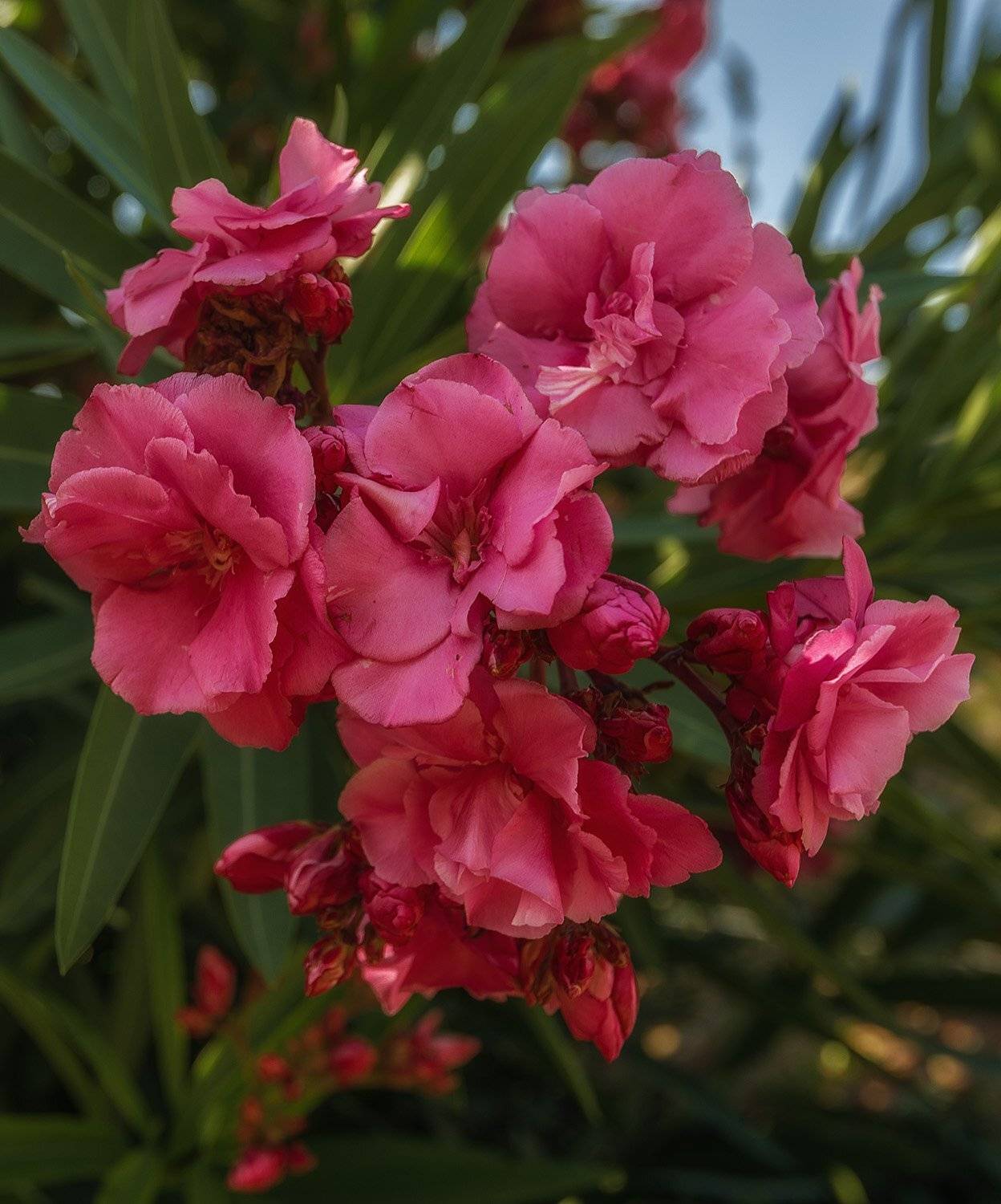 олеандр, Gunter Graiss