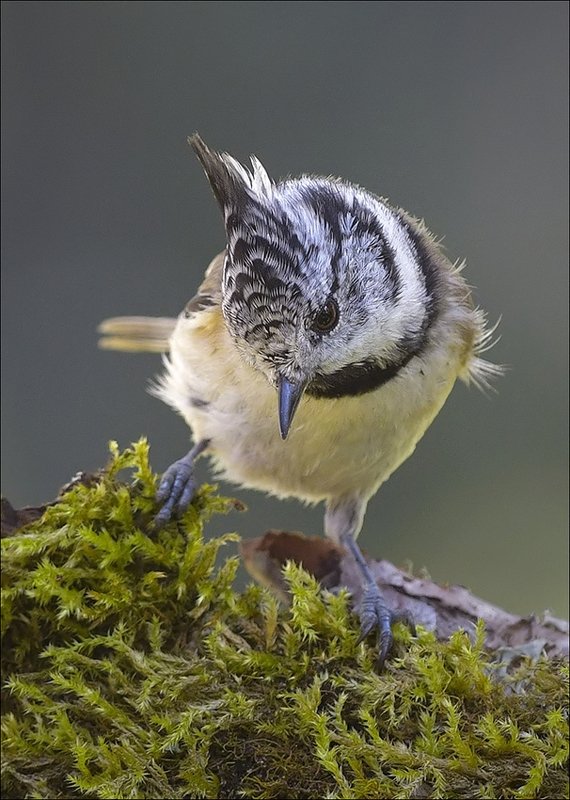 гренадёрка *** фото превью