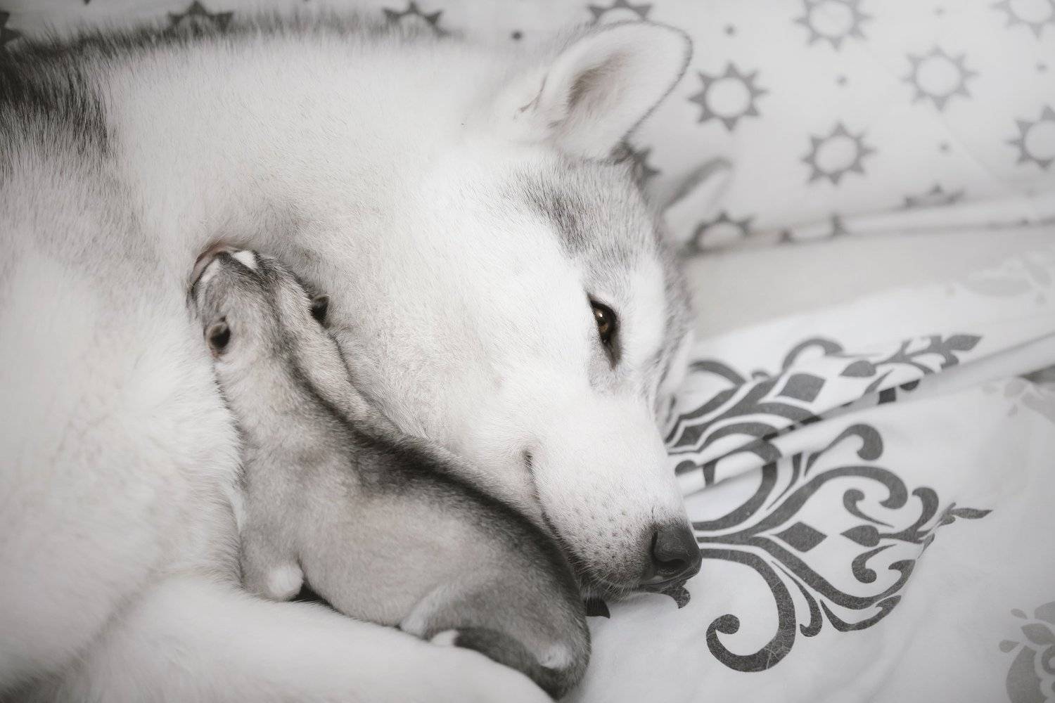 хаски, щенки, Erika Tsogoeva