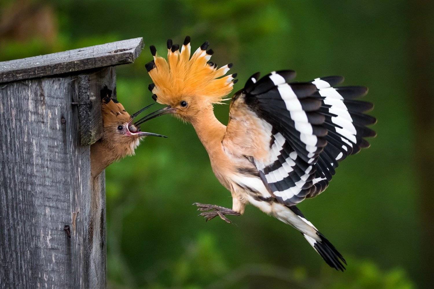 , Дмитрий Вилюнов