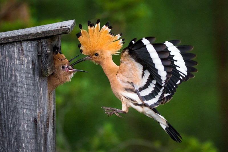 Завтрак на лету. фото превью