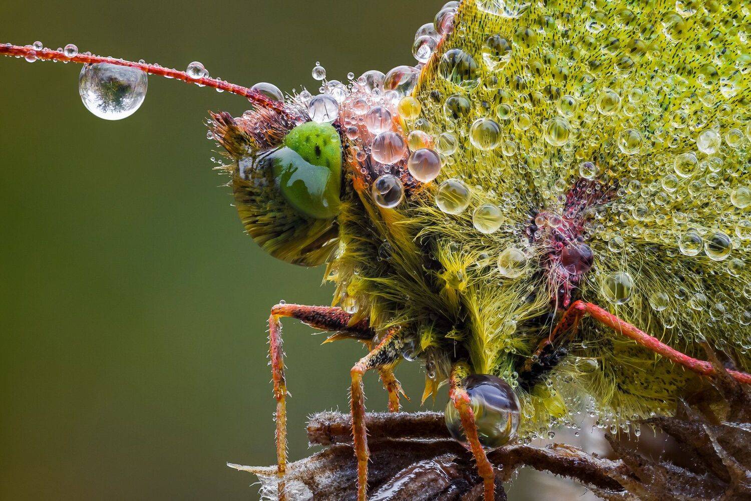 утро, роса ,стекинг,бабочка,вега-11у, Максим Сумской