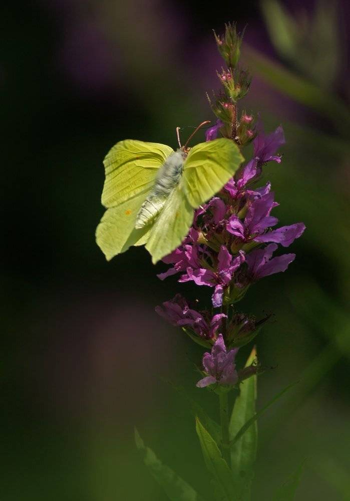 , Чепленко Алексей
