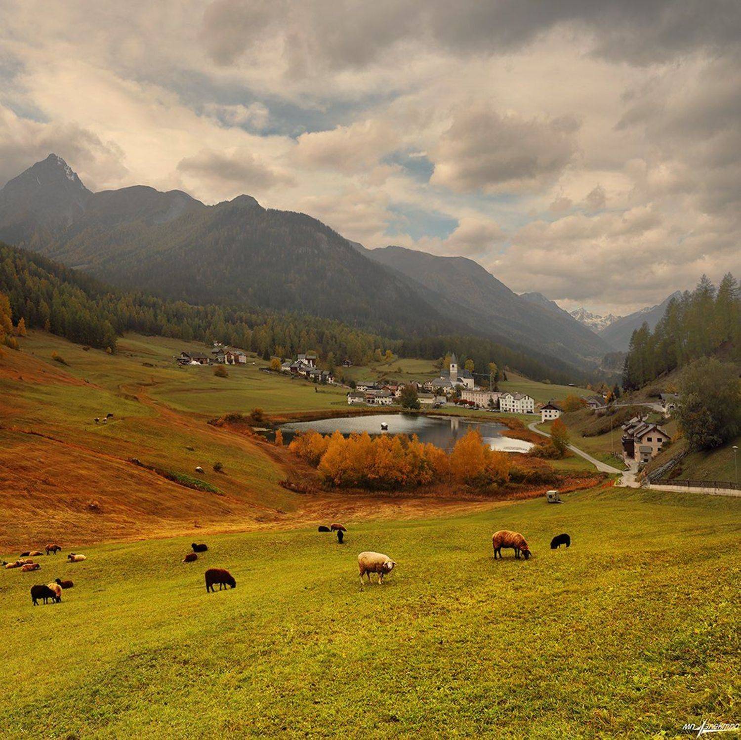 swiss, Матвеев Николай
