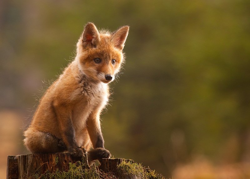 Fox фото превью