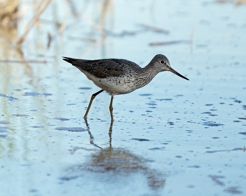 природа, вода, птицы, кулик На закааате,  ходит пааарень... фото превью