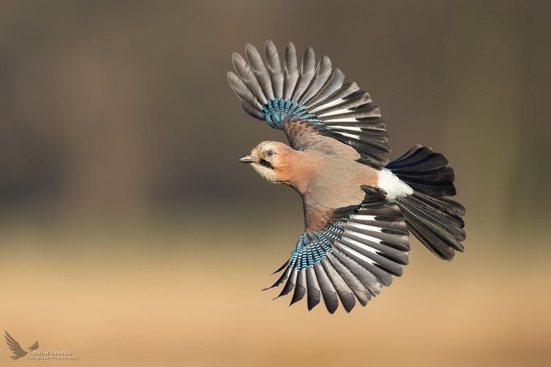Sójka, Eurasian Jay (Garrulus glandarius) ... 2020r