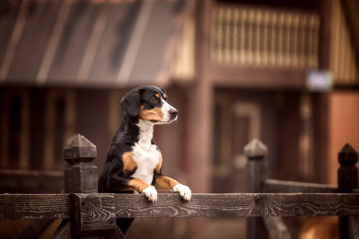 , Андрей Ершов