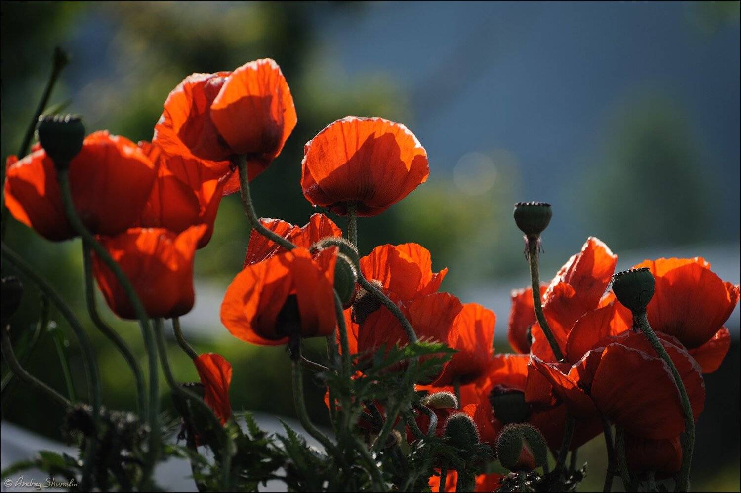 , Андрей Шумилин