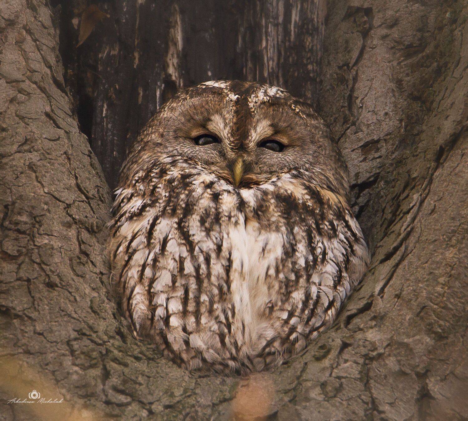 , Arkadiusz Michalak