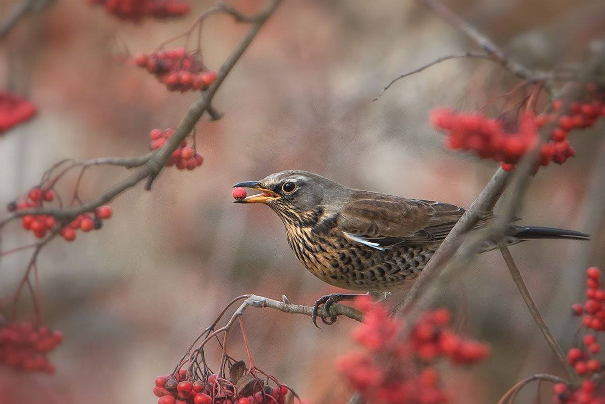 , Arkadiusz Michalak