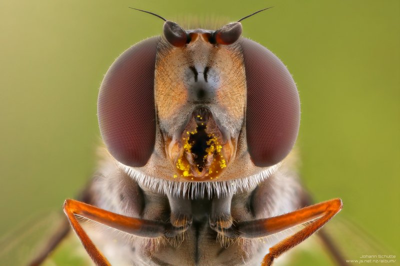 macro fly hoverfly johann schutte www.js.net.nz Hoverfly 5:1 фото превью