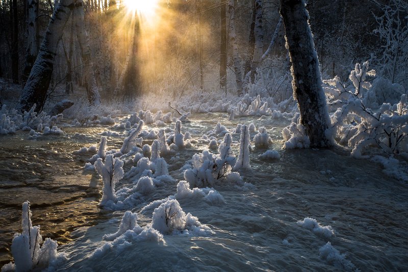 Холодное утро в лесу фото превью