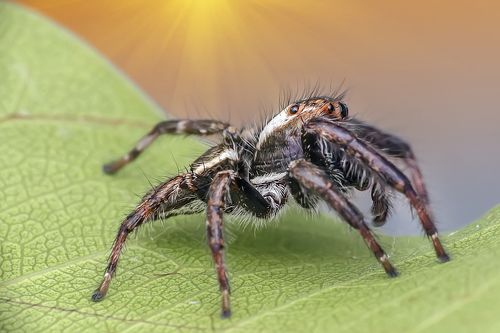 jumping spider Vietnam