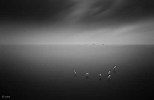 East Sea Heron