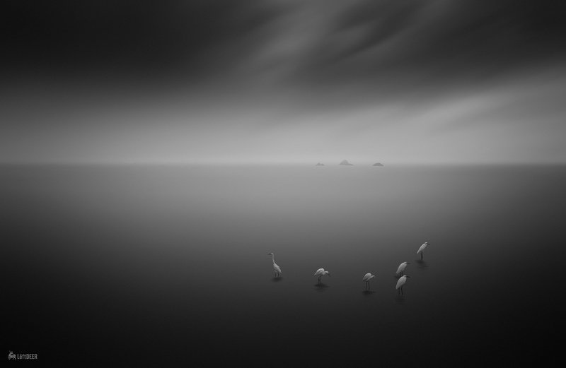 landscapes,black & white,travel,wenzhou,China,sea,heron,light and shadow,bird,heron,ecology East Sea Heron фото превью