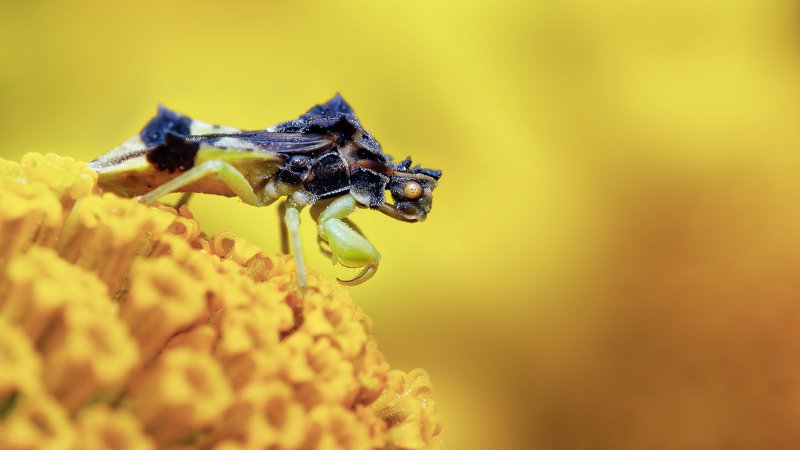 Ambush фото превью