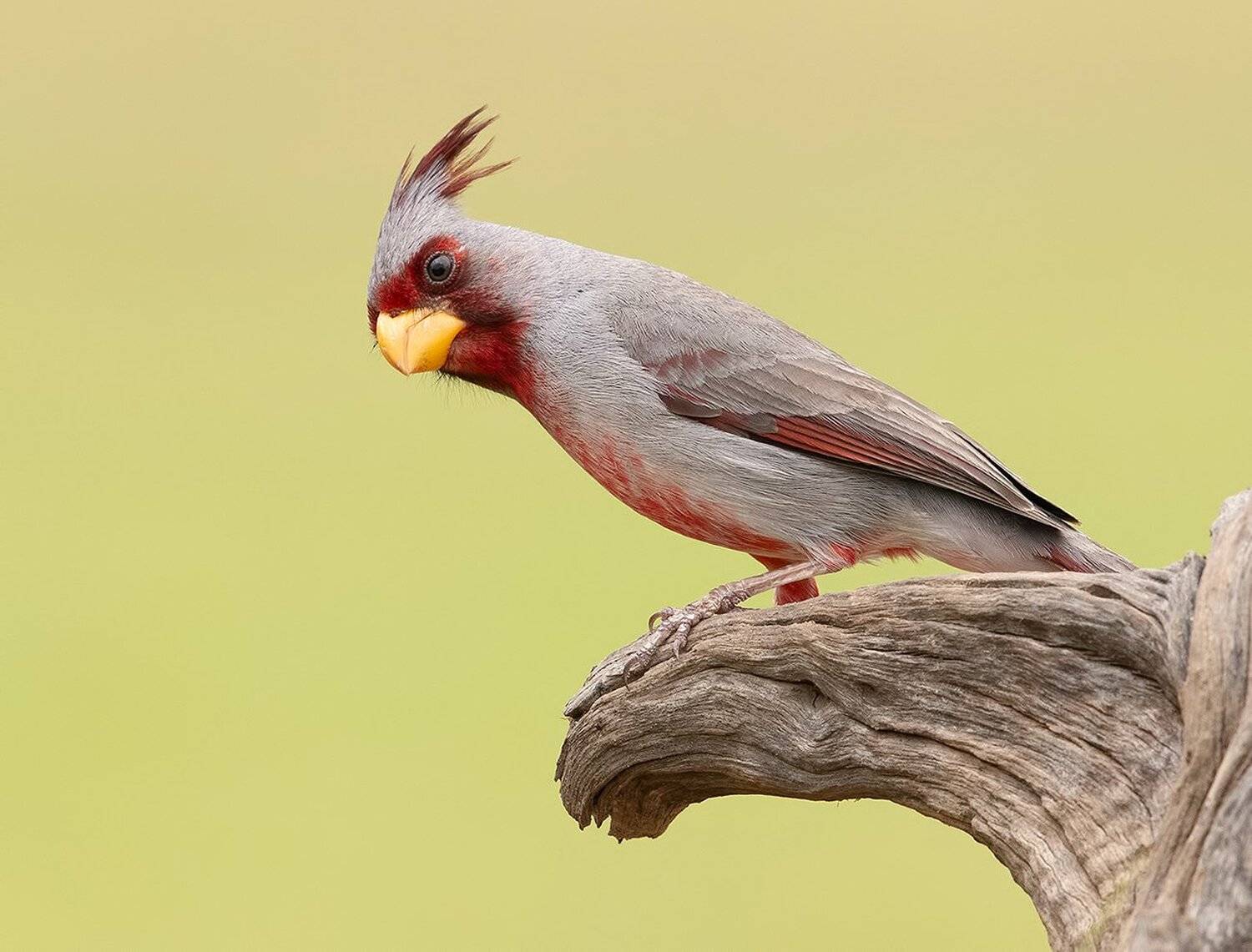 pyrrhuloxia, пустынный кардинал, кардинал, tx, texas,cardinal, Elizabeth Etkind