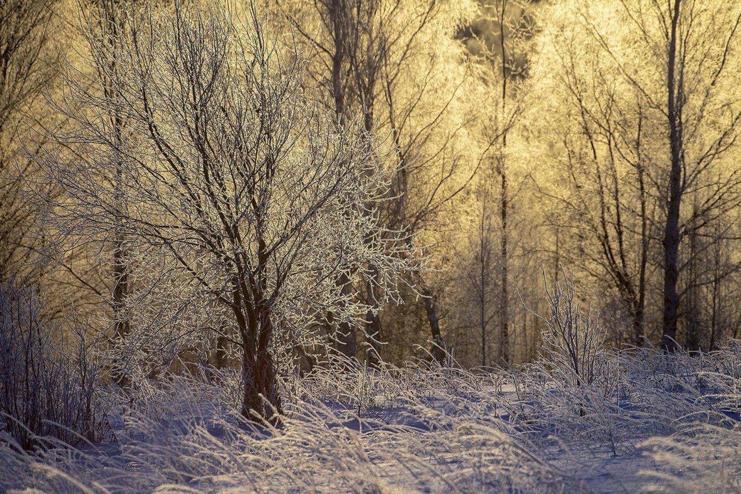 изморозь, утро, Рождество, Владимир Письмак